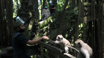 Petugas berinteraksi dengan kera ekor panjang (Macaca fascicularis) di Monkey Forest Ubud, Gianyar, Bali, Kamis (5/11/2020).  [ANTARA FOTO/Fikri Yusuf]
