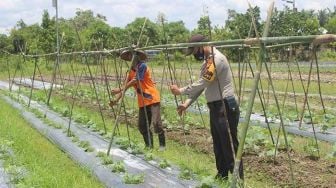 Dibantu Mualaf, Polsek Ini Manfaatkan Lahan Kosong Belakang Kantor