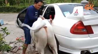 Gile Bener, YouTuber ini Angkut Sapi Pakai Sedan Mitsubishi Lancer