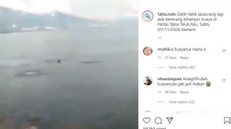 Viral Detik-detik Perenang Dikejar Buaya di Laut, Warga Malah Geregetan