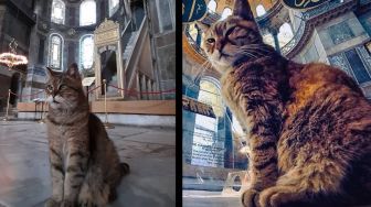 Gli, Kucing Penghuni Masjid Hagia Sophia Dikabarkan Meninggal Dunia