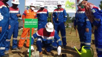 Eukaliptus Pelangi Guna Merawat Bumi, Meski di Masa Pandemi