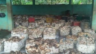 Harga Lelang Karet di Kuansing Turun Jadi Rp 10.319 Perkilogram
