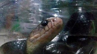 Waspadai Teror Anak Cobra di Sekitar Rumah, Kini Musim Telur Ular Menetas