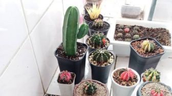 Kisah Jova, Hobi Berkebun Tanaman Indoor Hingga Berujung Cuan Kala Pandemi