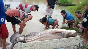 Warga Desa Mentulik Kampar Tangkap Ikan Tapah Raksasa