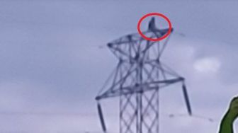 Heboh Wanita di Pekanbaru Nekat Panjat Tower Sutet Tegangan Tinggi