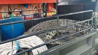 Viral Buaya 2 Meter Sembunyi di Saluran Air Dekat Sekolah, Warga Geger