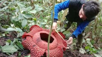 Bunga Rafflesia Mekar Sempurna di Cagar Alam Maninjau Sumbar