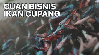 Tren Ikan Cupang: Hobi, Pandemi dan Raup Cuan Besar