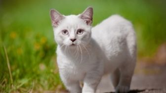 Tak Cuma Manusia, Kucing Juga Butuh Divaksin, Ini 3 Jenisnya