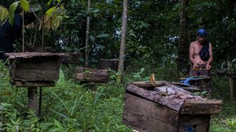 Warga suku Baduy Luar memeriksa tempat sarang lebah madu "nyirueun" atau lebah madu ternak di Kampung Kaduketug, Lebak, Banten, Sabtu (14/11/2020). [ANTARA FOTO/Muhammad Bagus Khoirunas]