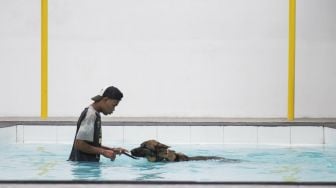 Pelatih mendampingi anjing jenis gembala Jerman (German Shepherd) saat menjalani pelatihan renang di AK9 Dog Sport Training Center, Parongpong, Kabupaten Bandung Barat, Jawa Barat, Sabtu (14/11/2020). [ANTARA FOTO/M Agung Rajasa]