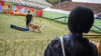 Pelatih mendampingi anjing jenis Golden Retriever saat berlatih melewati halang rintang di AK9 Dog Sport Training Center, Parongpong, Kabupaten Bandung Barat, Jawa Barat, Sabtu (14/11/2020). [ANTARA FOTO/M Agung Rajasa]