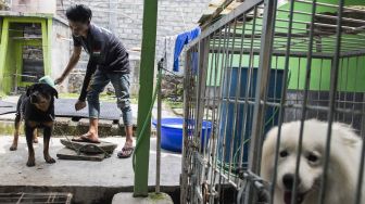 Pelatih melakukan perawatan anjing jenis Rottweiler di AK9 Dog Sport Training Center, Parongpong, Kabupaten Bandung Barat, Jawa Barat, Sabtu (14/11/2020). [ANTARA FOTO/M Agung Rajasa]