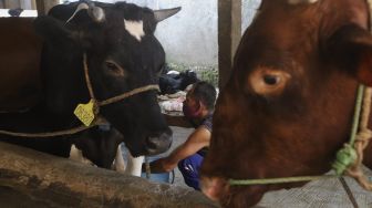 Petugas merawat sapi di salah satu peternakan sapi di kawasan Pengadegan, Jakarta, Sabtu (14/11/2020). [Suara.com/Angga Budhiyanto]