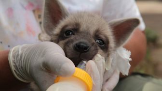 Lucu Banget! Ada Bayi Hyena Baru di Bali Safari Park