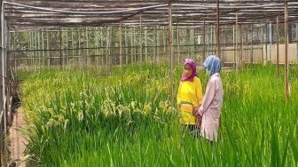 Teknologi Nuklir Masuk Pesantren Tangerang Selatan, Benih Mutan Bawa Berkah