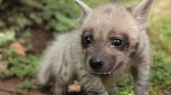 Bayi Hyena Lahir di Bali Safari Park, Jesicca Iskandar Kasih Nama Mooi