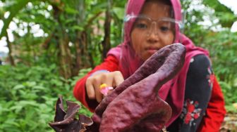 Seorang anak memperhatikan bunga bangkai jenis Amorphophallus paeoniifolius yang mekar di kebun milik warga di Kampung Soyog, Serang, Banten, Senin (16/11/2020). [ANTARA FOTO/ASEP FATHULRAHMAN]
