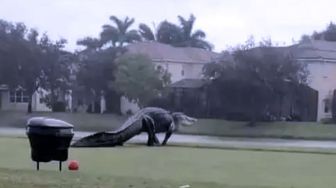 Aligator Raksasa Melintas di Lapangan Golf Florida Amerika