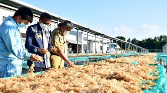 Usaha Pengolahan Rumput Laut di Pinrang Tidak Terdampak Pandemi Covid-19