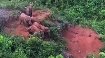 Gajah liar Mengamuk Bikin Hasil Kebun dan Satu Rumah Warga Rusak Parah