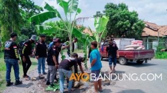 Tak Kunjung Diperbaiki, Warga Indramayu Tanam Pisang di Jalan Berlubang