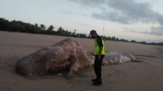 Lagi, Bangkai Paus Sperma Ditemukan Terdampar di Bali