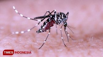Dinas Kesehatan Yogyakarta Ingatkan Masyarakat Waspadai DBD