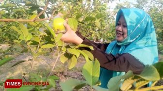 Nikmati Buah Secara Langsung di Agrowisata Petik Buah Jombang