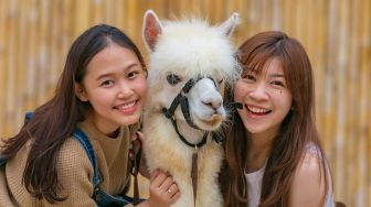 Lihat Alpaca Sampai Panjat Tebing, Ini Wisata Seru di Tangerang