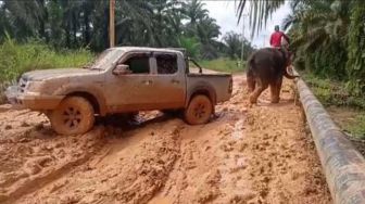 Gajah di Riau Tarik Mobil Double Cabin Terjebak Lumpur, Ini Kata BBKSDA