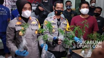 Polisi Temukan 20 Pohon Ganja di Goalpara Sukabumi, Pemilik Kabur