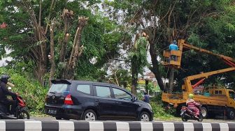 Curah Hujan Tinggi, DLH Sleman Bersihkan Ranting Pohon yang Mudah Tumbang