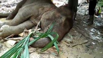 Ya Tuhan! Gajah Berumur 25 Tahun Ditemukan Mati di CRU Aceh Utara