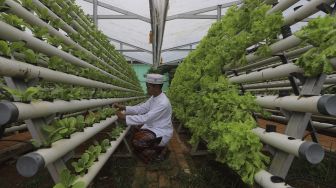 Santri merawat sayuran hidroponik di Kebun Gizi Hidroponik Pesantren Hidayatullah Depok, Jawa Barat, Selasa (24/11/2020). [Suara.com/Angga Budhiyanto]