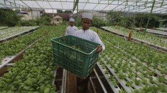 Santri memanen sayuran hidroponik di Kebun Gizi Hidroponik Pesantren Hidayatullah Depok, Jawa Barat, Selasa (24/11/2020). [Suara.com/Angga Budhiyanto]