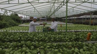 Santri memanen sayuran hidroponik di Kebun Gizi Hidroponik Pesantren Hidayatullah Depok, Jawa Barat, Selasa (24/11/2020). [Suara.com/Angga Budhiyanto]