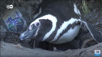 Miris! Sampah Plastik Jadi Rumah Penguin Magellan di Pantai Argentina