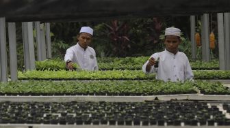 Santri merawat sayuran hidroponik di Kebun Gizi Hidroponik Pesantren Hidayatullah Depok, Jawa Barat, Selasa (24/11/2020). [Suara.com/Angga Budhiyanto]