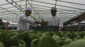 Keren, Santri Hasilkan 1,2 Ton Sayur Per Bulan dari Kebun Hidroponik