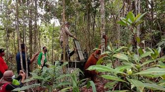 Orangutan Tapanuli Dilepasliarkan di Kawasan Cagar Alam Dolok Sipirok