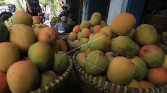 Gara-gara Ini, Mangga Gedong Gincu Cirebon Gagal Tembus Pasar Jepang