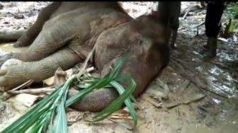 Gajah Berusia 50 Tahun Mati di PLG Sebanga