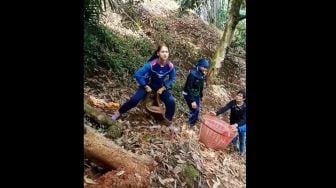 Cewek Thailand Ini Panen Durian, Caranya Bikin Warganet Salfok