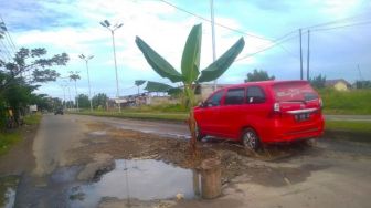 Warga Lhokseumawe Tanam Pohon Pisang di Tengah Jalan, Kok Bisa?