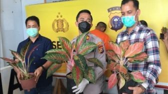 Elis Rugi Rp 100 Juta, 27 Batang Agronemanya Dicuri Maling