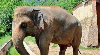 Kaavan, Gajah Asia Satu-Satunya di Pakistan akan Dipulangkan ke Kamboja