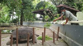 Sepi Wisatawan dan Pemasukan Seret, Satwa Gembira Loka Tetap Bisa Makan